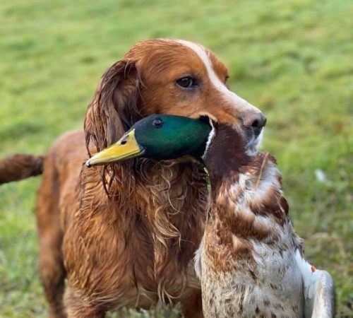 Gundog Training in Devon | 25 Years Experience